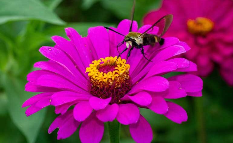 Best Plants to Plant in May