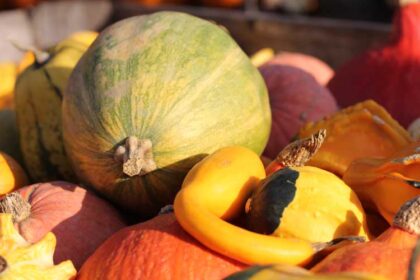 How To Grow Pumpkins