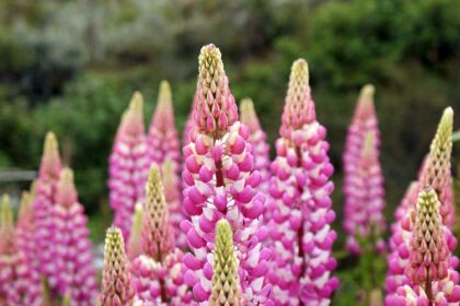 What To Plant in June
