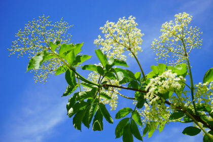 Edible Weeds