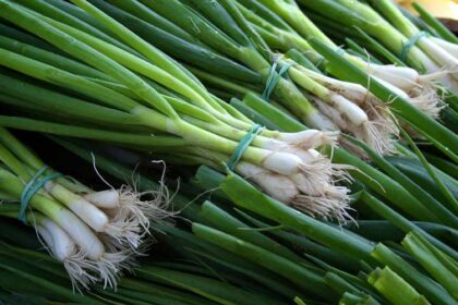 How to grow spring onions
