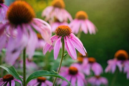 What To Plant in August