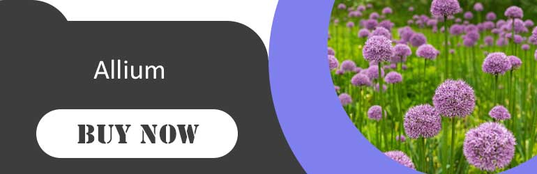 Buy Allium