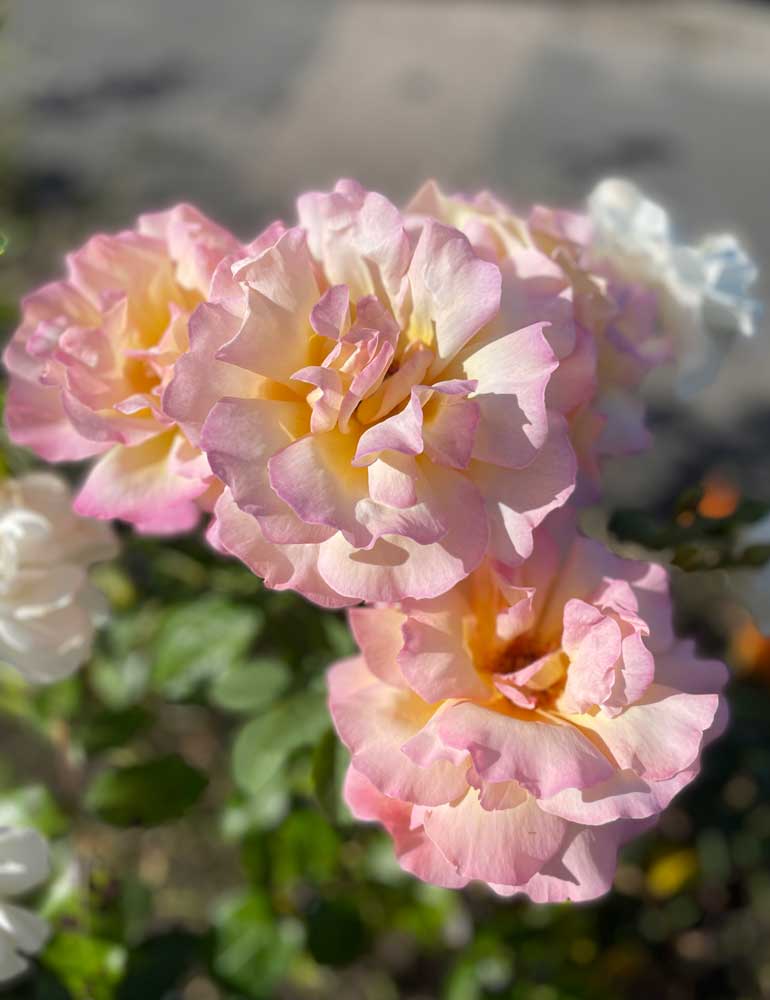 What To Plant in November