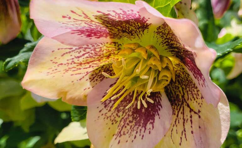 What To Plant in November