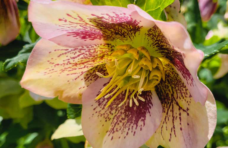 What To Plant in November