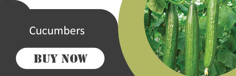 Buy Cucumbers