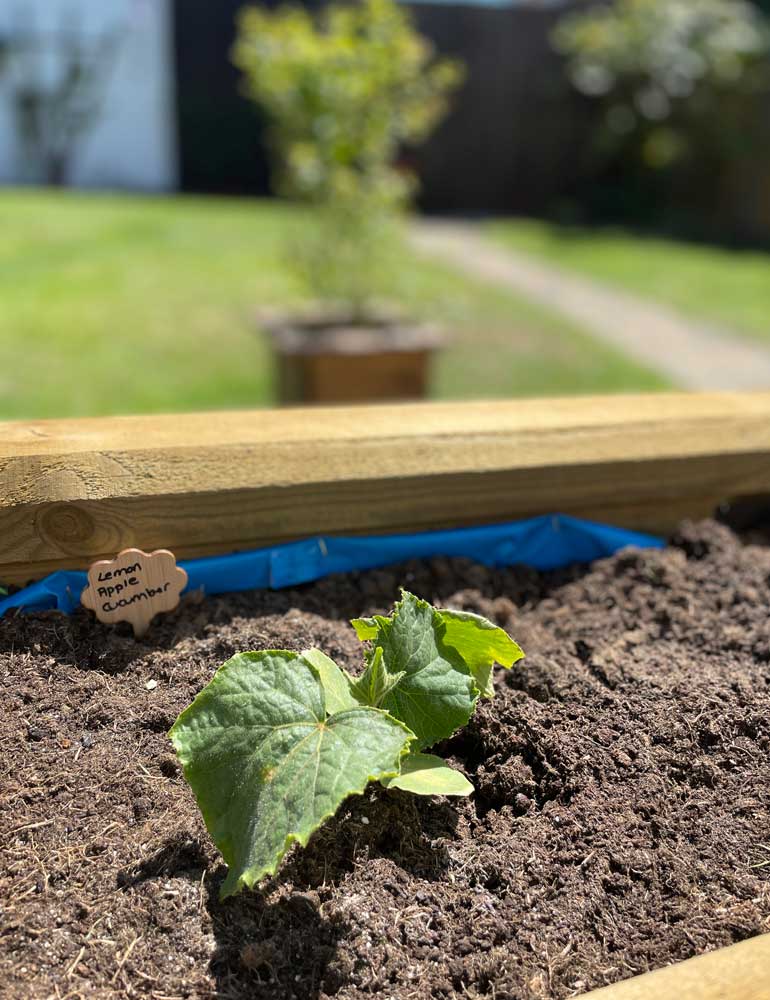 How To Grow Cucumbers