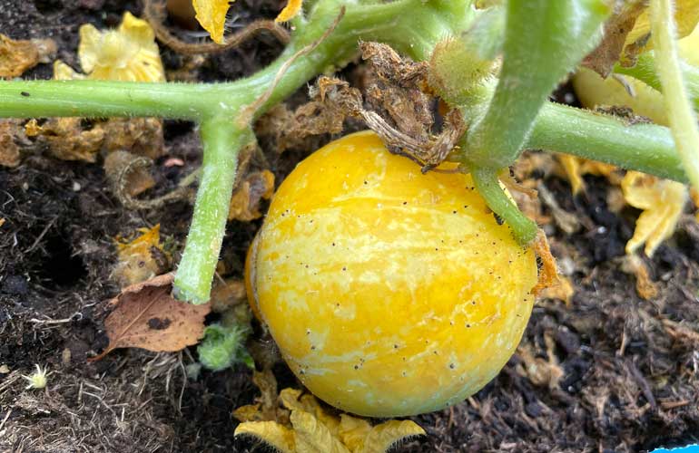 How To Grow Cucumbers