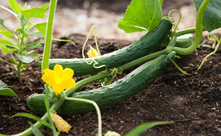 How To Grow Cucumbers