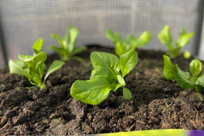 Easiest Plants To Grow From Seed
