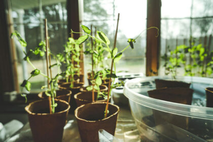 Greenhouse UK