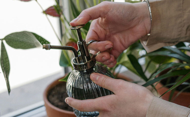 Best Plants For Conservatory