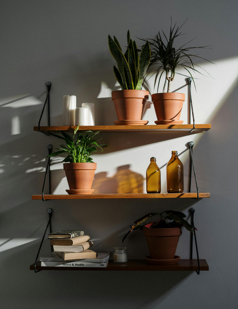Best Plants For Conservatory