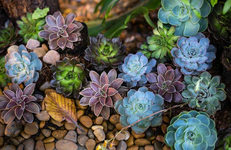 What Succulents Like Full Sun?