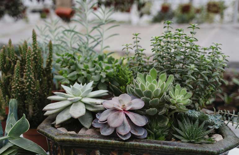 What Succulents Like Full Sun?